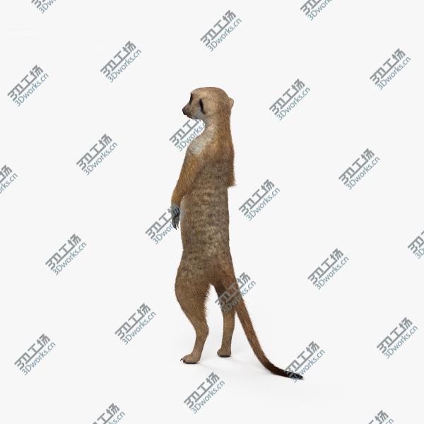 images/goods_img/2021040162/3D model Meerkat HD/2.jpg